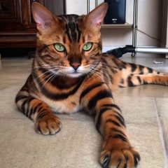 Gato Bengal