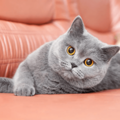 Raça British Shorthair