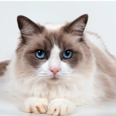 Gato Ragdoll