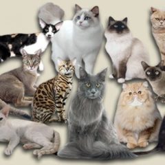 Gatos mais Caros do Mundo