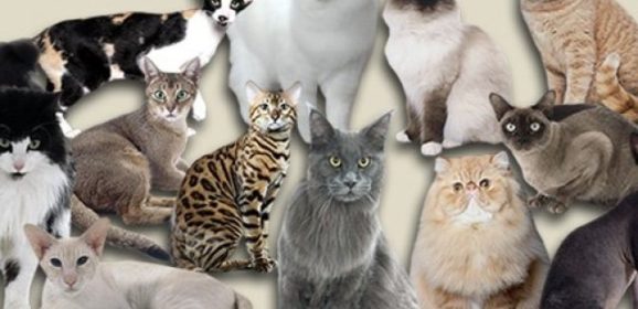 Gatos mais Caros do Mundo