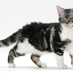 Gato American Wirehair