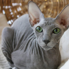 Gato Peterbald